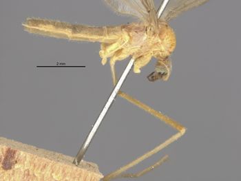 Media type: image;   Entomology 10207 Aspect: habitus lateral